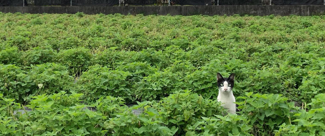 Why We Handpick Our Catnip