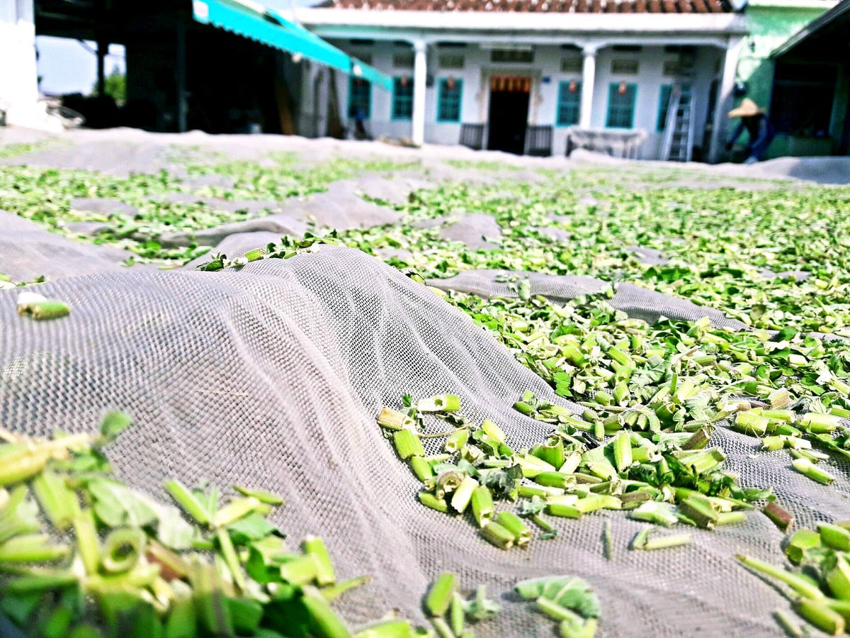 Our Grandma's house and farm