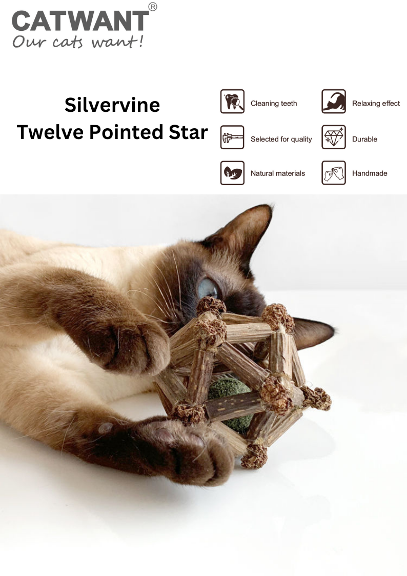 Silvervine Twelve Pointed Star