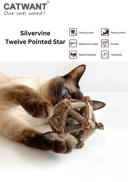 Silvervine Twelve Pointed Star