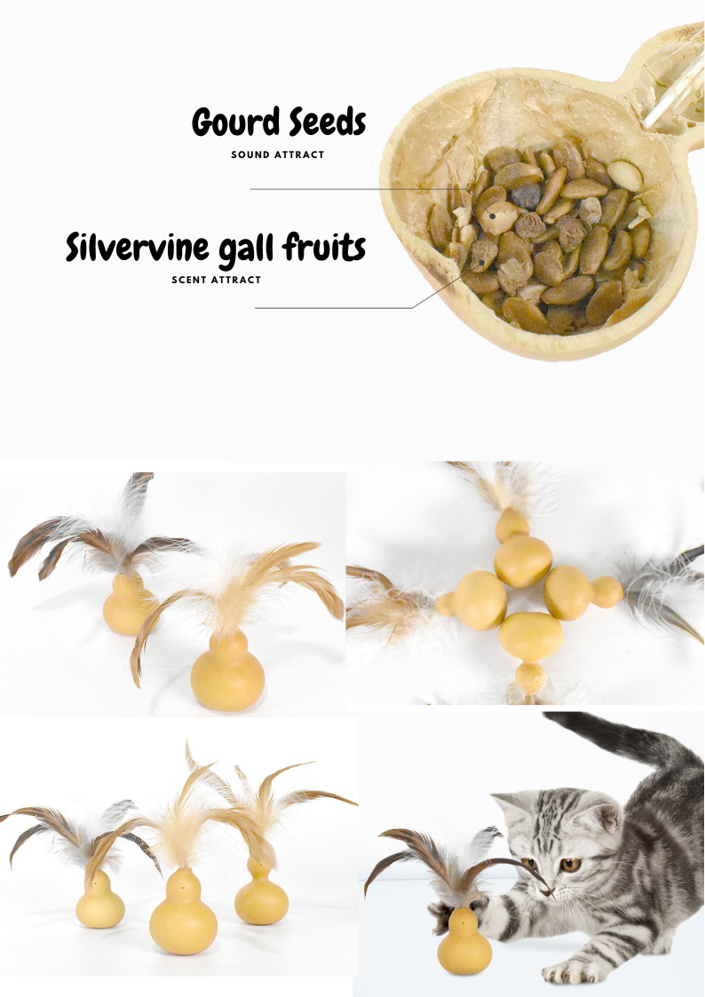 Silvervine Gall Fruit Gourd