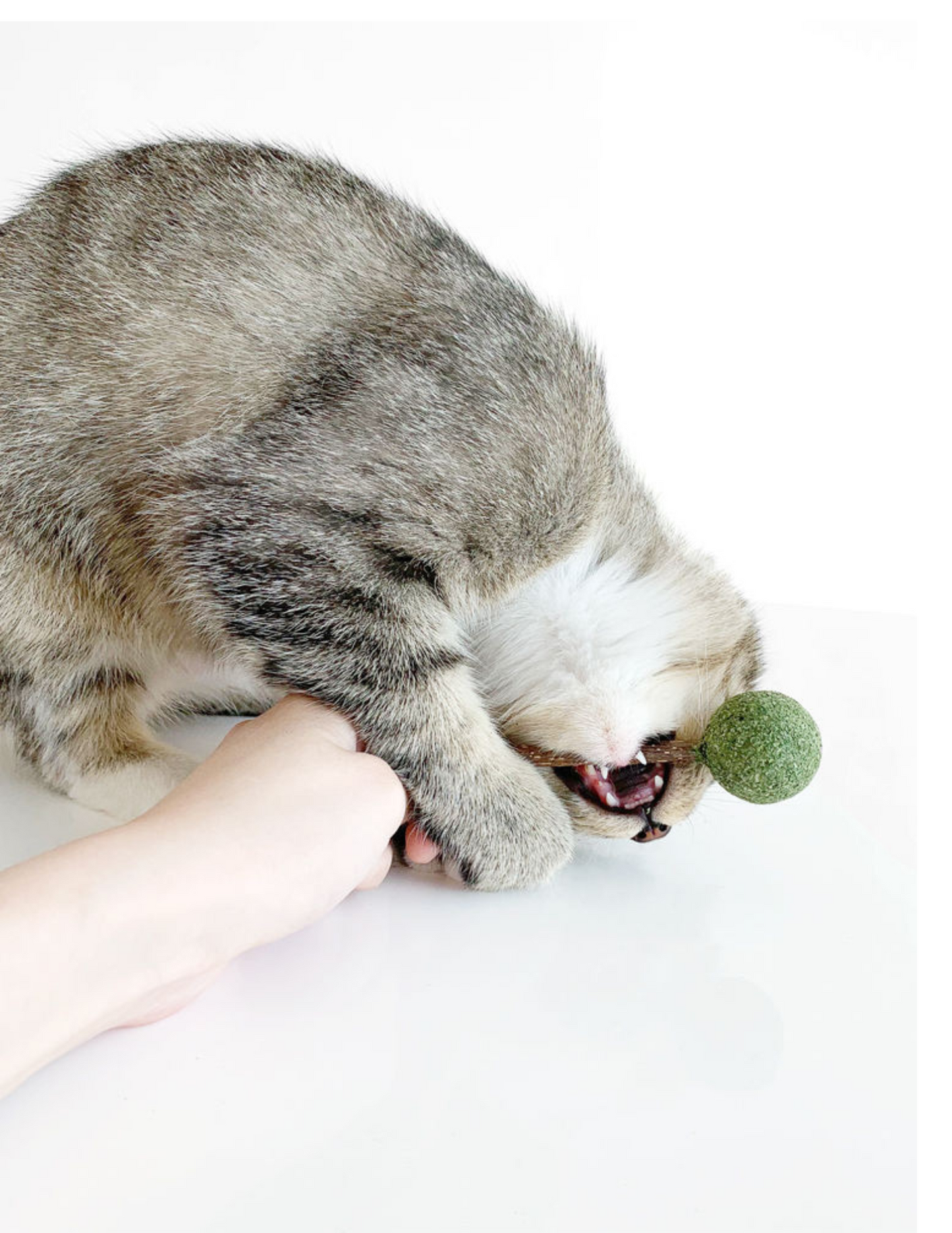 Catnip / Silvervine Lollipop