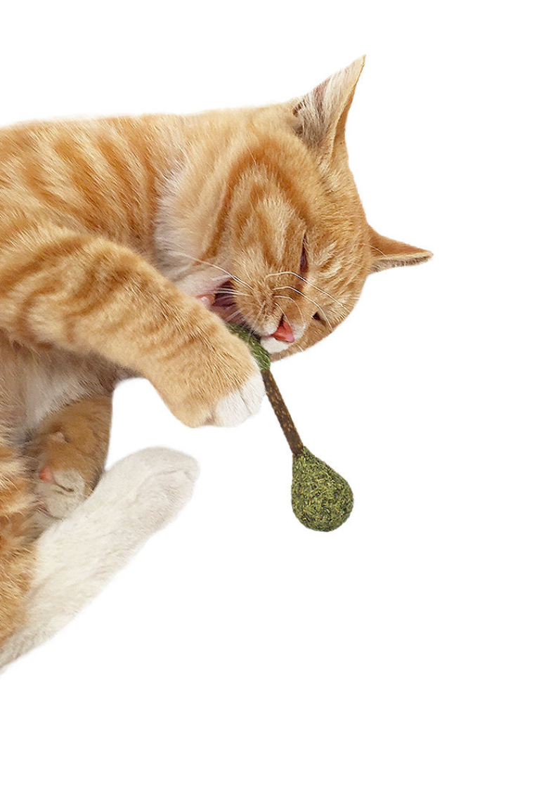 Catnip / Silvervine Dental Buds