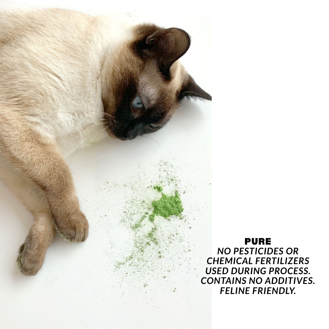 Extra Fancy Catnip Powder