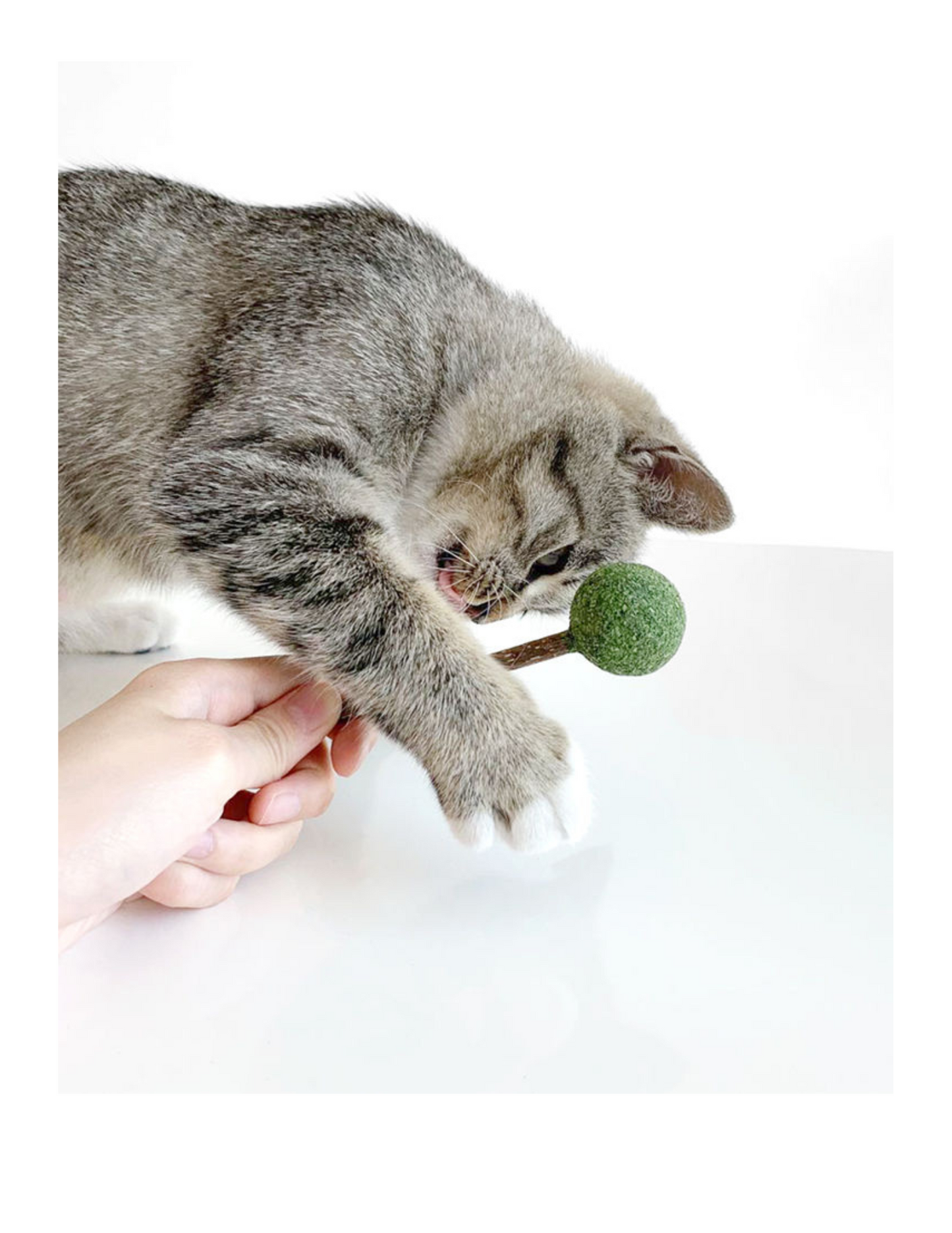 Catnip / Silvervine Lollipop